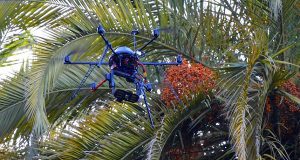 Пальмы защитят дроны