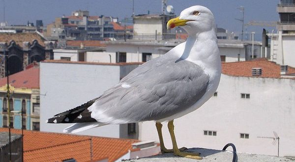 В Картахене дали отпор чайкам