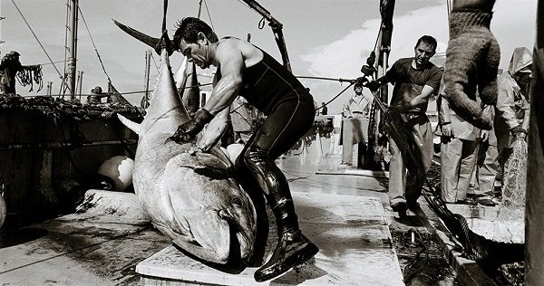 В Валенсии открылась выставка, посвященная ловле тунца