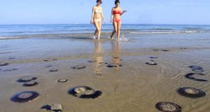 На пляжи Таррагоны вышли медузы