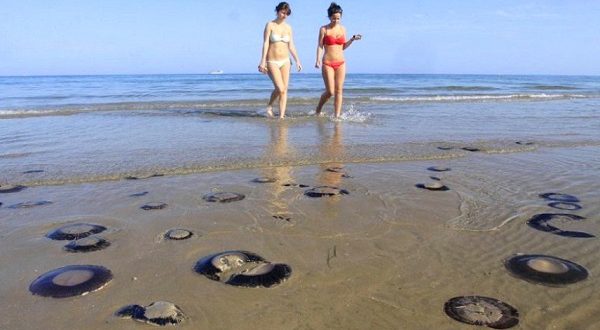 На пляжи Таррагоны вышли медузы
