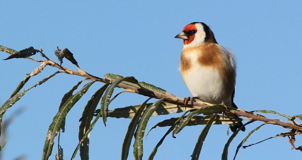 Ловля певчих птиц в Каталонии под запретом