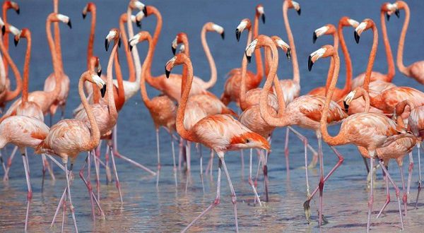 В Андалусии проведена акция по кольцеванию фламинго