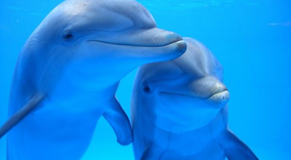 Каталонская общественность выступила за закрытие дельфинария