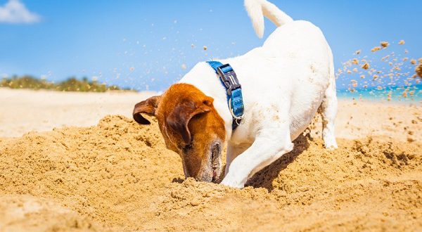 В будущем сезоне на пляже Левант можно будет отдыхать с собаками