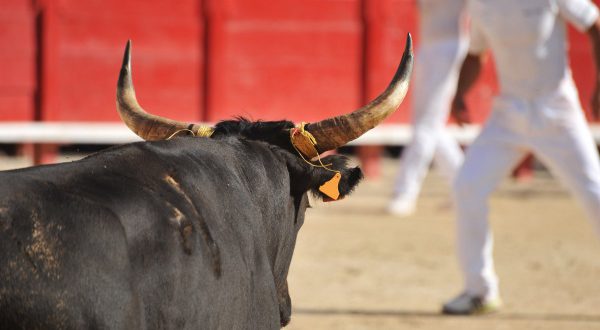 Фиесты с участием быков будут проходить по новым правилам