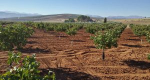 Испанские фермеры делают ставку на выращивание фисташек