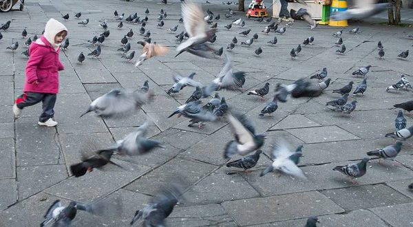 В Аликанте готовят закон, предусматривающий штрафы за тех, кто любит гоняться за голубями