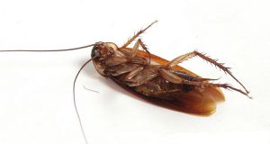 В 2018 году в Испании ожидается «нашествие» тараканов