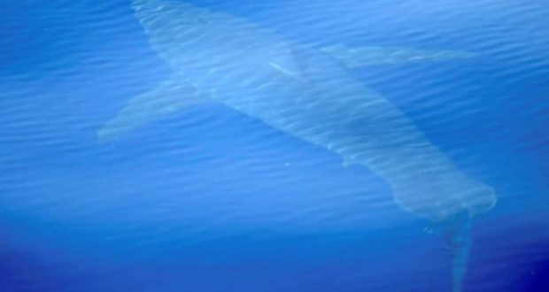 Белая акула обнаружена у берегов Испании