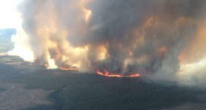 Европу охватят лесные пожары невиданных масштабов