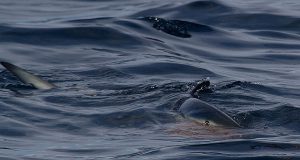 У побережья Коста-Бланки замечена еще одна синяя акула