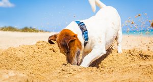 В будущем сезоне на пляже Левант можно будет отдыхать с собаками