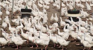 Птичий грипп зафиксирован в Жироне