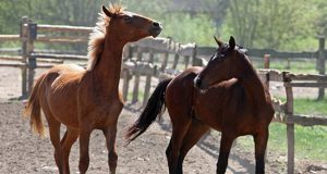 Торговавшие кониной под видом говядины испанцы задержаны полицией