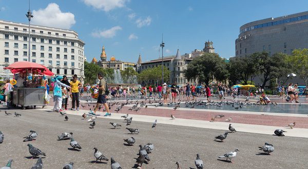 Кормление голубей на площади Каталонии будет запрещено
