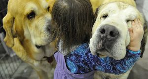 Власти Жироны планируют ввести ограничения на число собак